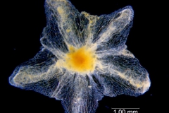Cuscuta chinensis, calyx dissected