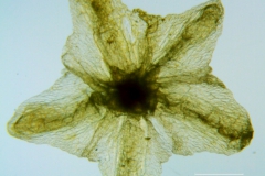 Cuscuta chinensis, calyx dissected