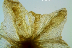 Cuscuta chinensis, calyx lobes detail