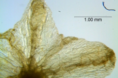 Cuscuta chinensis, calyx lobes detail