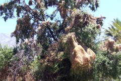 Cuscuta chilensis, Campana National Park, Chile 2011