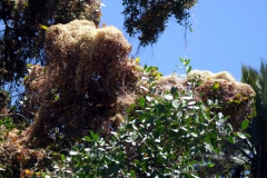 Cuscuta chilensis, Campana National Park, Chile 2011