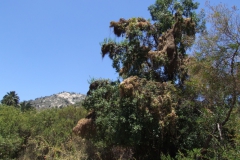Cuscuta chilensis, Campana National Park, Chile 2011