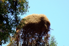 Cuscuta chilensis, Campana National Park, Chile 2011