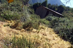 Cuscuta campestris, Valle del Teno, Chile 2011