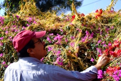 Nacho and Cuscuta strobilacea var. strobilacea in Jiquilpan (host = bougainvillea)