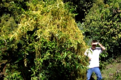 Mark and Cuscuta corymbosa var. grandiflora in Michoacan (host = Citrus)