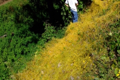 Mark and carpet of Cuscuta corymbosa var. grandiflora in Michoacan
