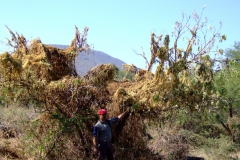 Tony Machuca standing by Cuscuta corymbosa var. grandiflora suffocating an Ipomoea tree