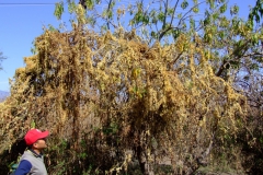 Tony Machuca with Cuscuta corymbosa var. grandiflora