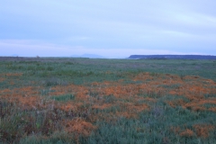 Cuscuta pacifica close to Vancouver, 2008