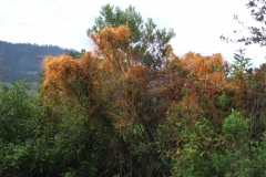 Cuscuta cotijana, Michoacan 2009