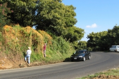 Unknown Cuscuta sp. on Tancitaro, Michoacan, 2007