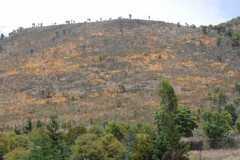 Patches of unknown Cuscuta sp.; Oaxaca, 2010