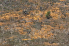 Patches of unknown Cuscuta sp. in Oaxaca