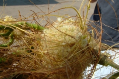 Cuscuta gracillima, Sierra Madre del Sul, 2007
