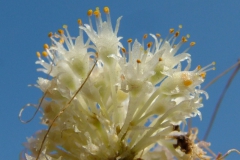 Cuscuta gracillima, Sierra Madre del Sul, 2007