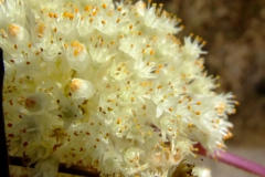 Cuscuta gracillima, Nayarit, 2007