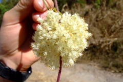 Cuscuta gracillima, Nayarit, 2007