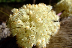 Cuscuta gracillima, Nayarit, 2007