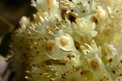 Cuscuta gracillima, Nayarit, 2007
