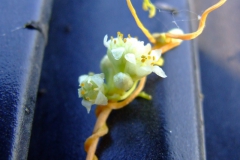 Cuscuta obtusiflora var. glandulosa Michoacan 2007