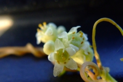 Cuscuta obtusiflora var. glandulosa Michoacan 2007