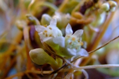 Cuscuta obtusiflora var. glandulosa Michoacan 2007