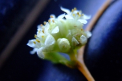 Cuscuta obtusiflora var. glandulosa Michoacan 2007