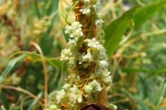 Cuscuta obtusiflora var. glandulosa Michoacan 2009