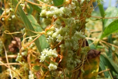 Cuscuta obtusiflora var. glandulosa Michoacan 2009