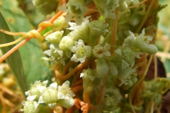 Cuscuta obtusiflora var. glandulosa Michoacan 2009