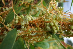 Cuscuta obtusiflora var. glandulosa Michoacan 2009