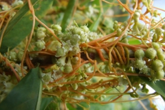 Cuscuta obtusiflora var. glandulosa Michoacan 2009