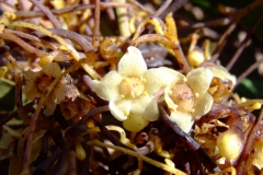 Cuscuta grandiflora, Peru, 2007