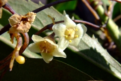 Cuscuta grandiflora, Peru, 2007