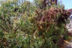 Cuscuta grandiflora, Peru, 2007