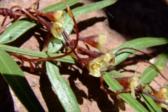 Cuscuta grandiflora, Peru, 2007