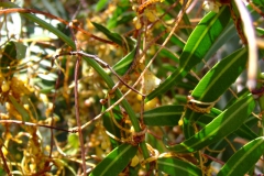 Cuscuta grandiflora, Peru, 2007