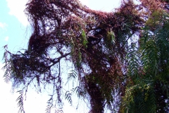 Cuscuta grandiflora, Peru, 2007