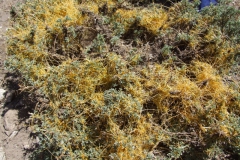 Cuscuta microstyla (var. microstyla); Valle del Yeso, Chile 2011