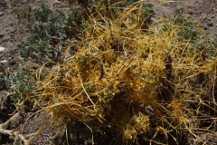 Cuscuta microstyla (var. microstyla); Valle del Yeso, Chile 2011
