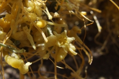 Cuscuta microstyla (var. microstyla); Valle del Yeso, Chile 2011