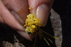 Cuscuta microstyla (var. microstyla); Valle del Yeso, Chile 2011
