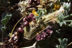 Cuscuta microstyla (var. microstyla) with Pilostyles berteroi; Valle del Yeso, Chile 2011