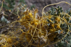 Cuscuta microstyla (var. microstyla); Valle del Yeso, Chile 2011