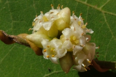 Cuscuta cotijana, Michoacan, Mexico (Taken by I. Garcia Ruiz)