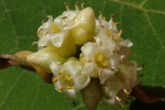 Cuscuta cotijana, Michoacan, Mexico (Taken by I. Garcia Ruiz)