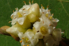 Cuscuta cotijana, Michoacan, Mexico