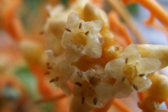 Cuscuta cotijana, Michoacan, Mexico